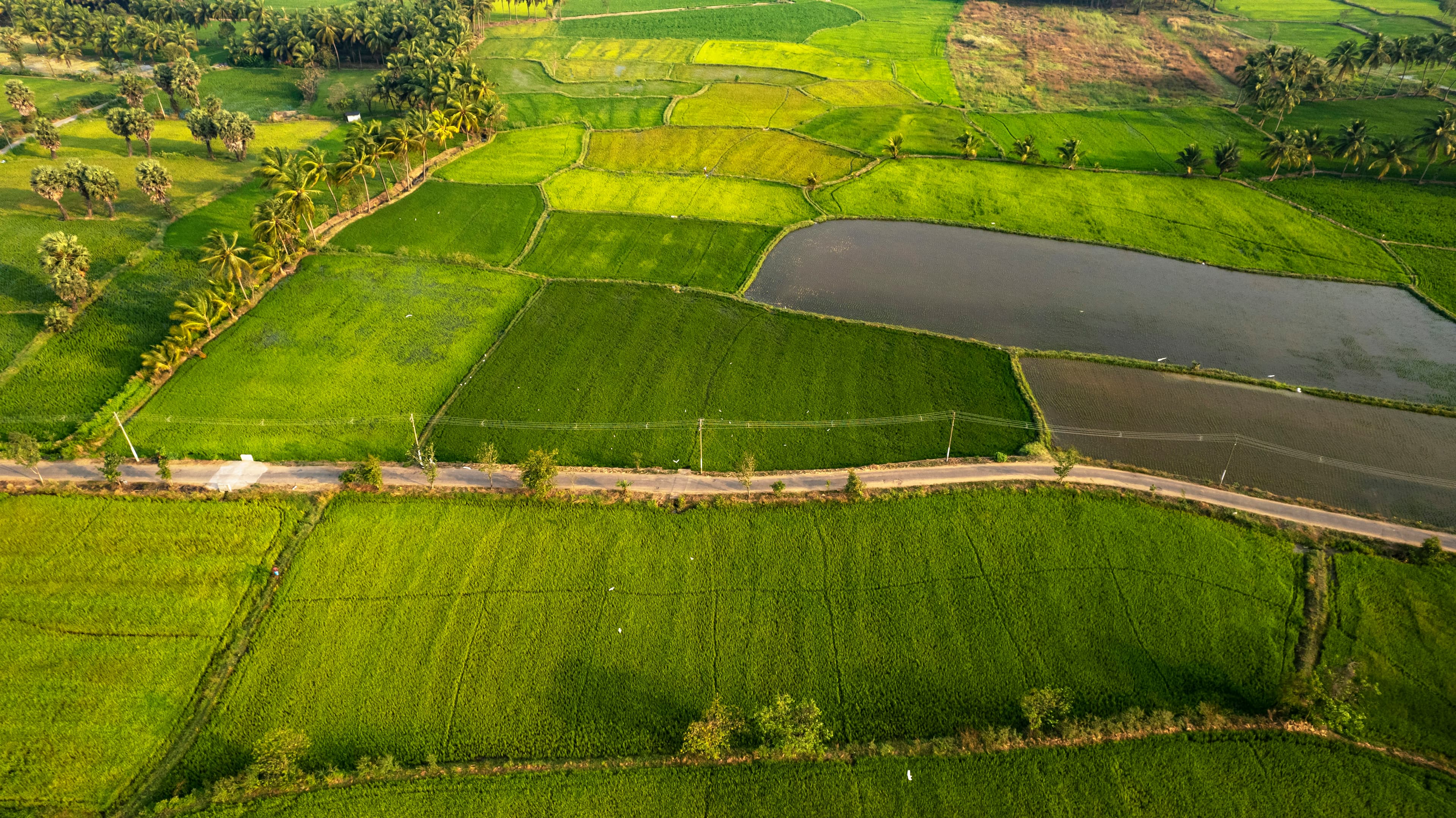Aerial view of green fields fed by water channels