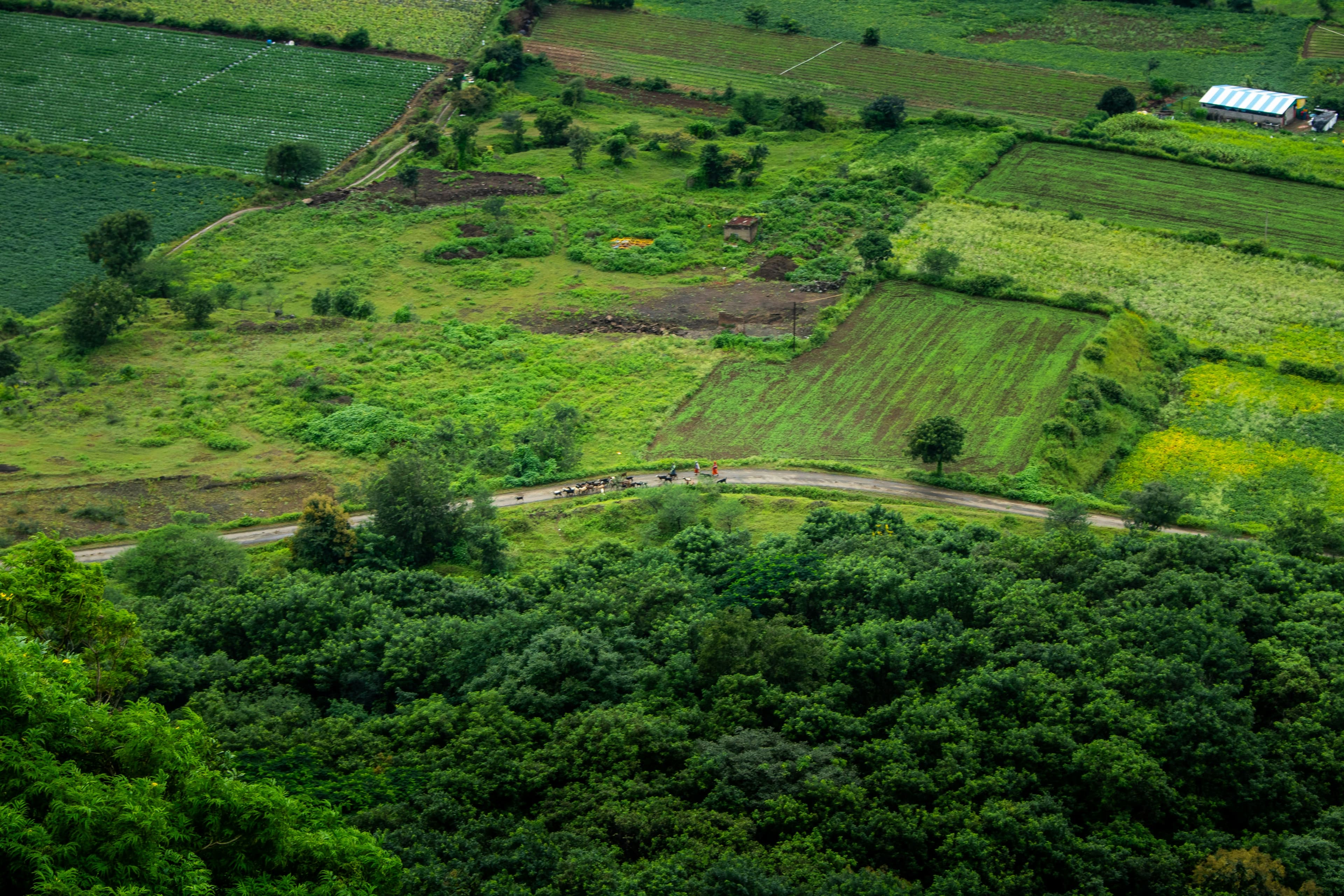 Green fields and forested hillside seen from above